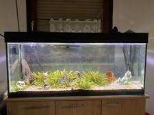 Aquarium komplett gebraucht kaufen  Weißenburg i.Bay.