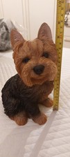 Yorkshire terrier dog for sale  PETERBOROUGH
