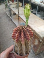 Gymnocalycium mihanovichii fil usato  Civitanova Marche