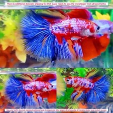 Meia-lua doce macho - IMPORTAÇÃO DE PEIXE BETTA VIVO DA TAILÂNDIA comprar usado  Enviando para Brazil