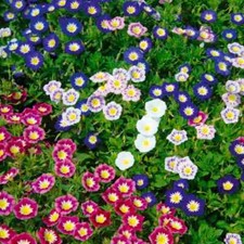 Belle nuit variés d'occasion Belle nuit variés d'occasion  Luzech