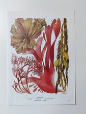 Seaweed plants botanical for sale Seaweed plants botanical for sale  BIRKENHEAD