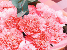 CLAVEL GIGANTE rosa suave    mejorado 50 Semillas  - Seeds comprar usado  Enviando para Brazil