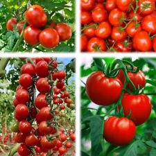 Easy grow sweet for sale  ELY