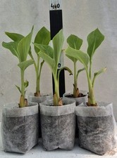 Musella lasiocarpa lotus gebraucht kaufen  Bad Lippspringe