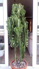 Euphorbia trigona african for sale  Blanca