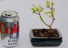 Bonsai lonicera nitida for sale Bonsai lonicera nitida for sale  LOWESTOFT