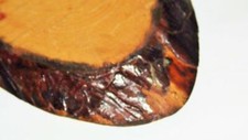 Live edge wood for sale  New Castle