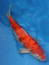 Kohaku koi live for sale  Miami