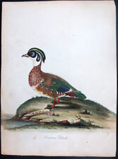 1794 hayes ritratti usato  Urbino
