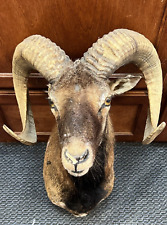 Mouflon sheep mount for sale  Wallingford