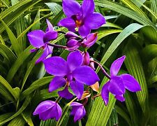Grapette purple ground for sale  Wauchula