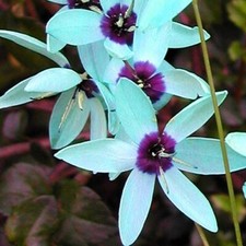 Amazing turquoise ixia d'occasion  Expédié en Belgium