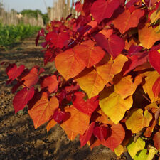 Cercis eternal flame for sale  IPSWICH