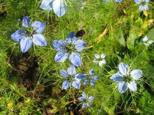 100 graines nigelle d'occasion  Saint-Hilaire-du-Rosier