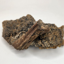 Dinosaur vertebra process for sale  Rockledge