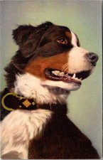 Swiss mountain dog d'occasion  Expédié en Belgium