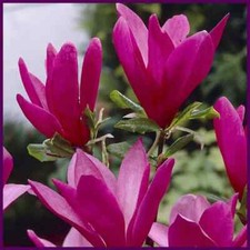 50cm magnolia tree for sale  UK