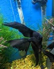 Angel black veil for sale Angel black veil for sale  Cullman