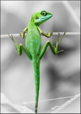 Lizard wall poster for sale  ROMFORD