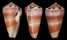 Coquillage collection conus d'occasion  Lyon VI
