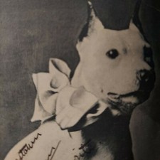 Resident white bull for sale  Collegeville