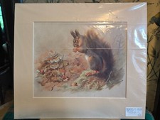 Antique squirrel print for sale  GLASGOW