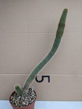 sukkulenten gebraucht kaufen sukkulenten gebraucht kaufen  Stuttgart