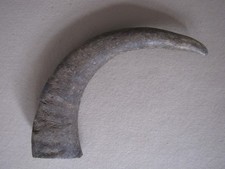 buffalo horn walking stick for sale buffalo horn walking stick for sale BIRMINGHAM