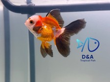 3 goldfish for sale  Houston
