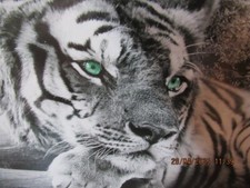 Modernes wandbild tiger gebraucht kaufen  Bruchsal