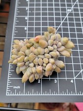 crested echeveria for sale crested echeveria for sale San Leandro