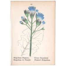 Mini antique botanical for sale  Chicago
