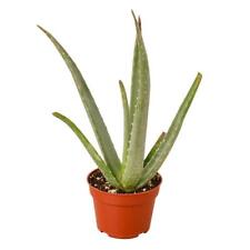 House plant succ for sale  Lakewood