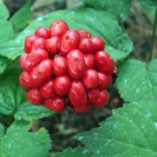 American ginseng seed for sale  Oshkosh