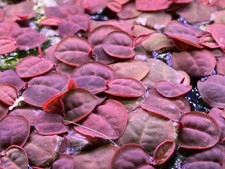 20x red root gebraucht kaufen 20x red root gebraucht kaufen  München