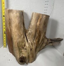 Cedar driftwood live for sale  Brookwood