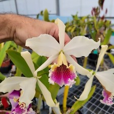 Cattleya rex really for sale  Apopka