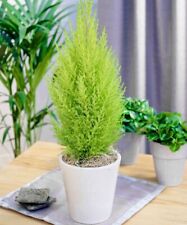 Wilma cupressus macrocarpa for sale  NELSON