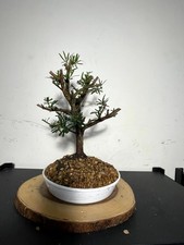 Premium fantastic buddhist for sale  Houston