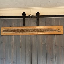 Rattlesnake skin tanned for sale  Alliance