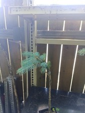 Picea pungens glauca for sale  Oregon City
