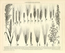 Getreide arten weizen gebraucht kaufen  Göttingen