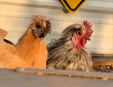 easter egger for sale easter egger for sale Orogrande