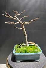 Kwanzan cherry bonsai for sale  Boise