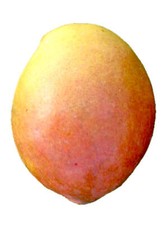 Mangifera indica keitt d'occasion  Expédié en France