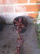 Ajuga reptans carpet for sale  SOUTHAMPTON