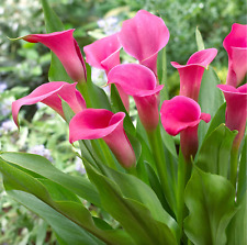 Lipstick calla zantedeschia for sale  LONDON