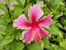 Exotic hawaiian sunset for sale  Mcallen