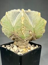 Astrophytum myriostigma hakujo usato  Spedire a Italy